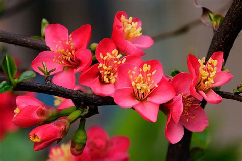 紅梅花開